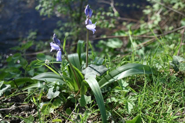Hyacinthoides non-scripta ?